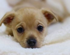 Chihuahua in foster care at The Animal Foundation
