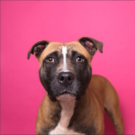 Dog close-up by Sophie Gamand Photography