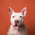 photo of a pitbull-type dog