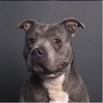Photo of a gray and white dog
