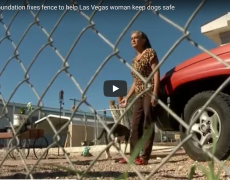 woman with dogs standing in front of truck