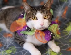 cat in Halloween costume